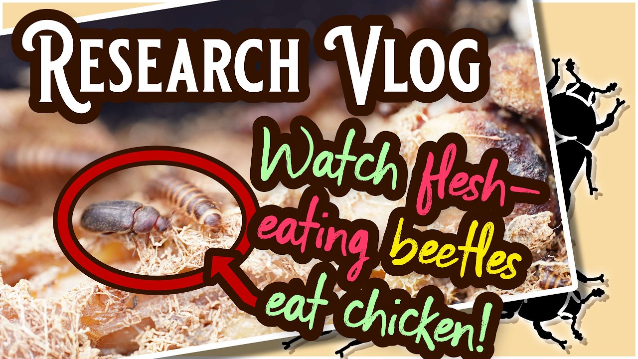 PhD Vlog: These Flesh-Eating Beetles Love Chicken. Watch them Eat & Crawl Around while I Check Tanks