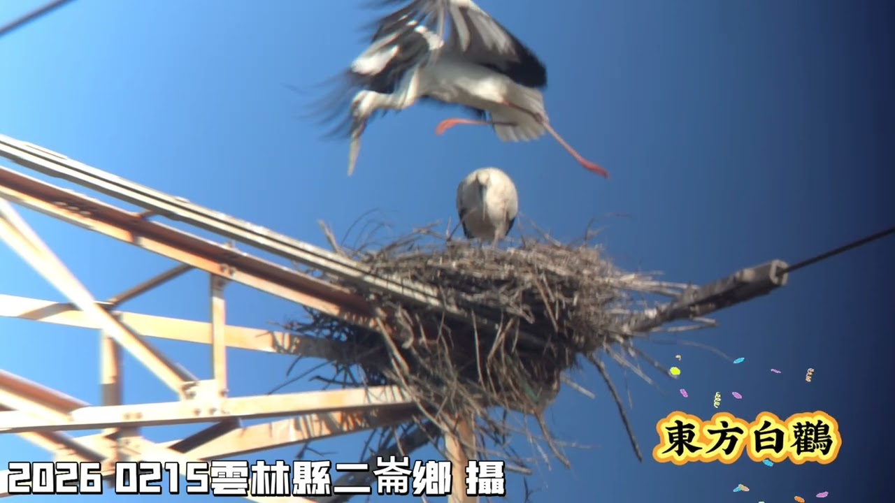 2026 0215 雲林縣二崙鄉 雲14-1鄉道《東方白鸛》