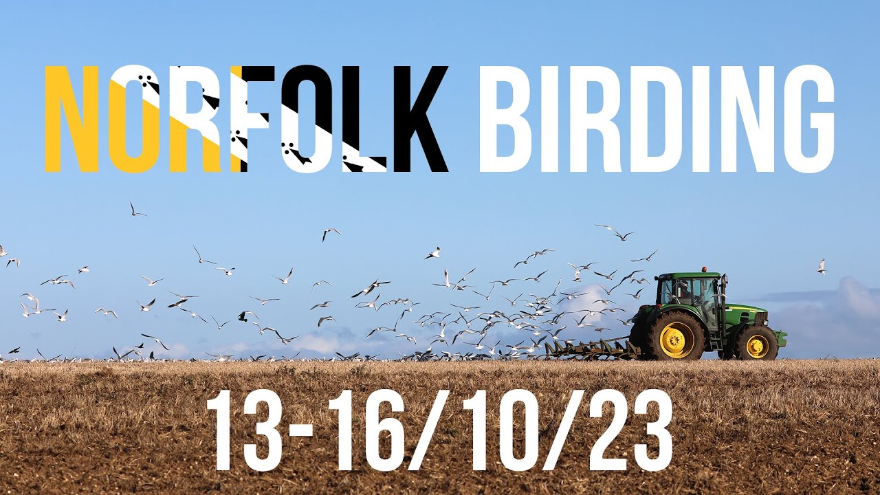 Norfolk Birding 13-16/10/23