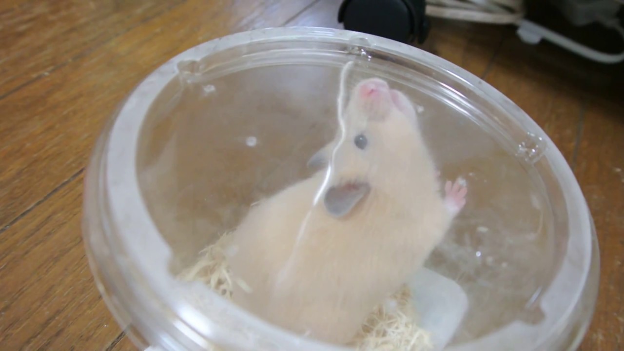 キンクマさん　お迎え　初日