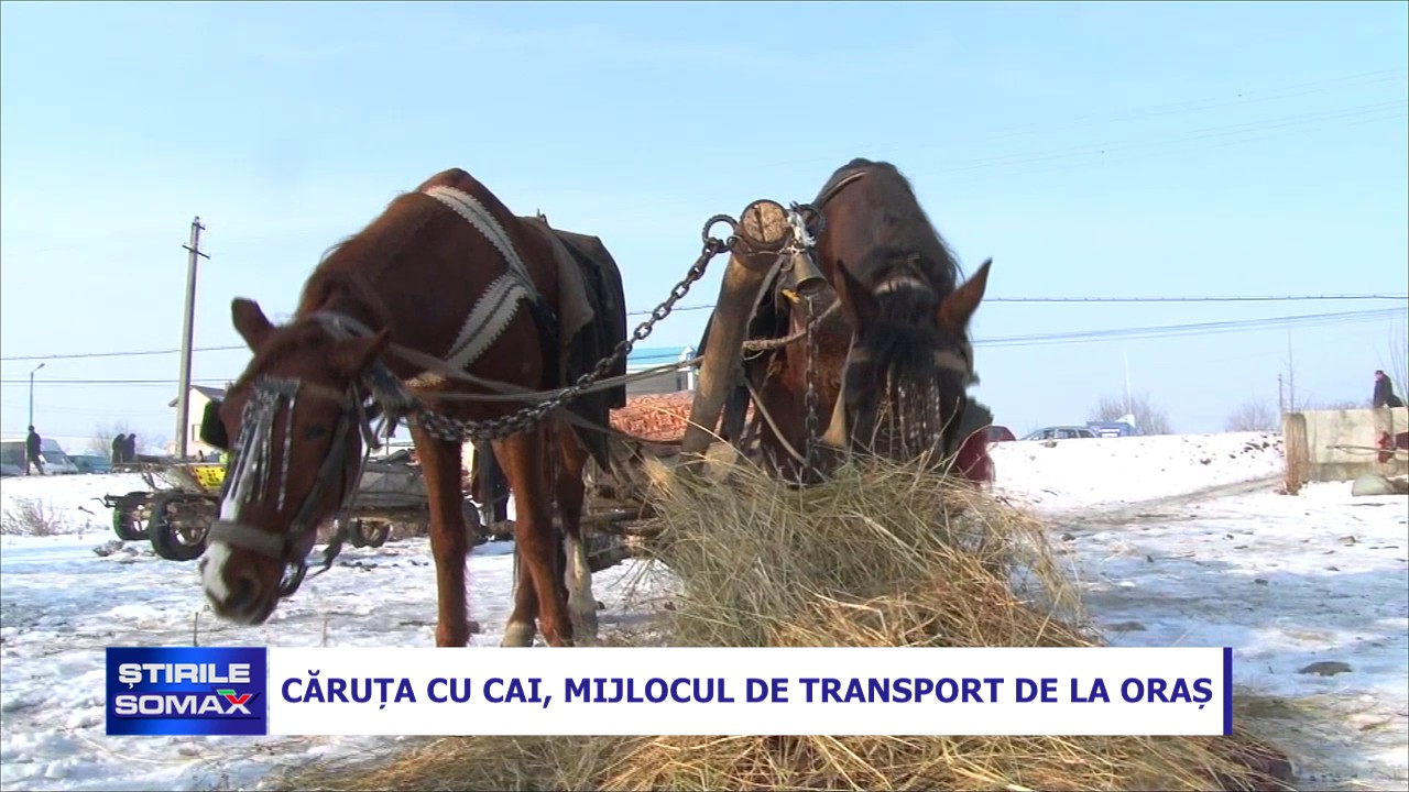 CARUTA CU CAI MIJLOCUL DE TRANSPORT DE LA ORAS
