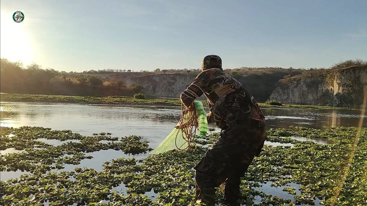 Tilapias monstruo en el arroyo lleno de lirio