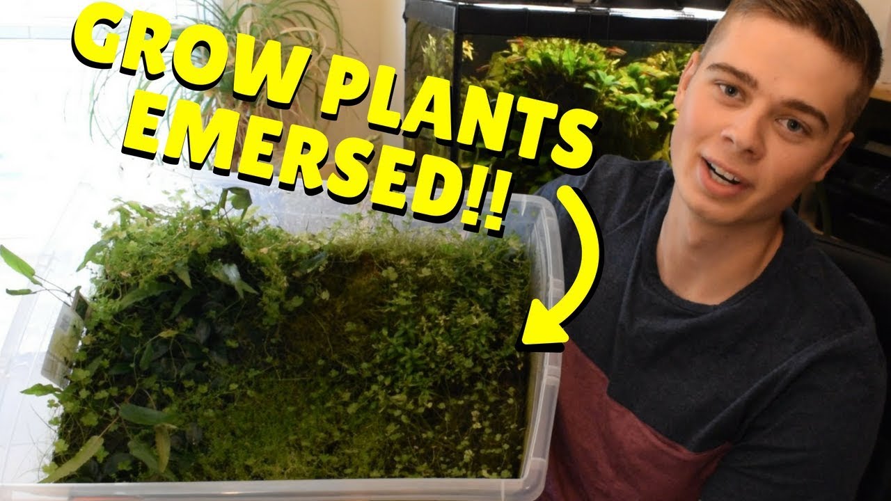 How To Grow Emersed Aquarium Plants! (FAST & CHEAP)