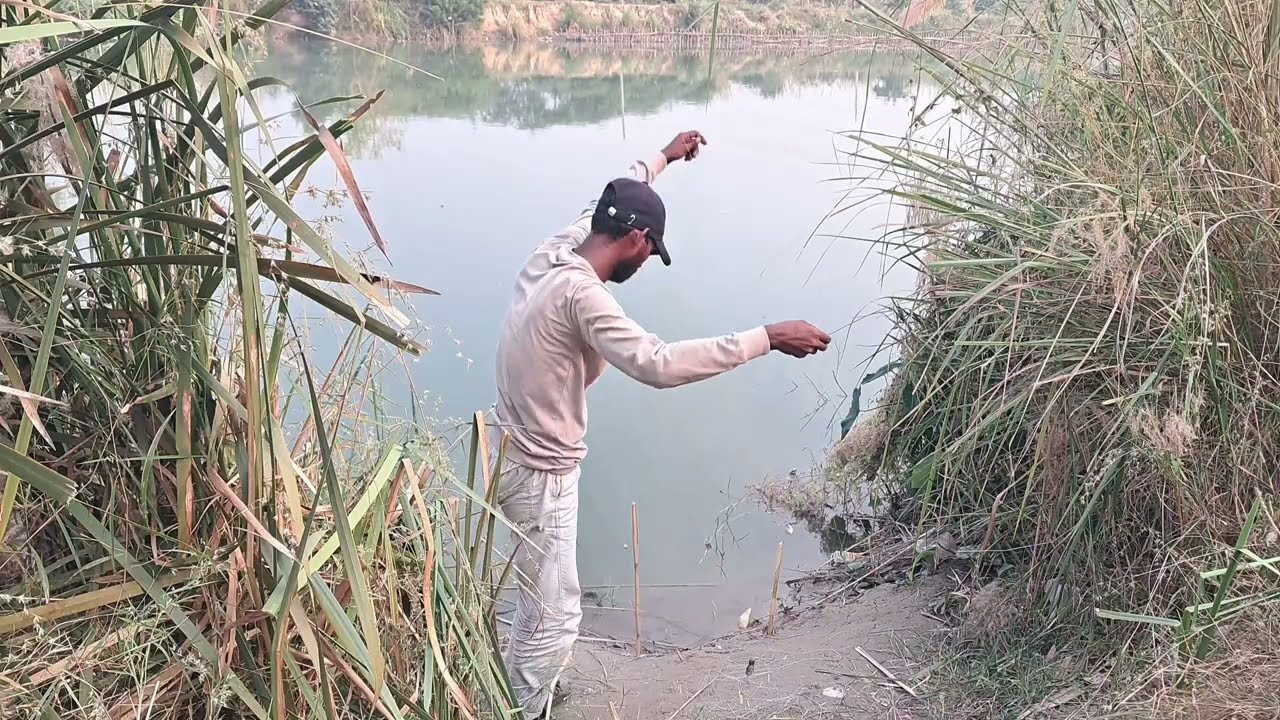 रोहू मछली का चारा ROHU FISH BAIT USE MEAL AND RICE @desifishing 