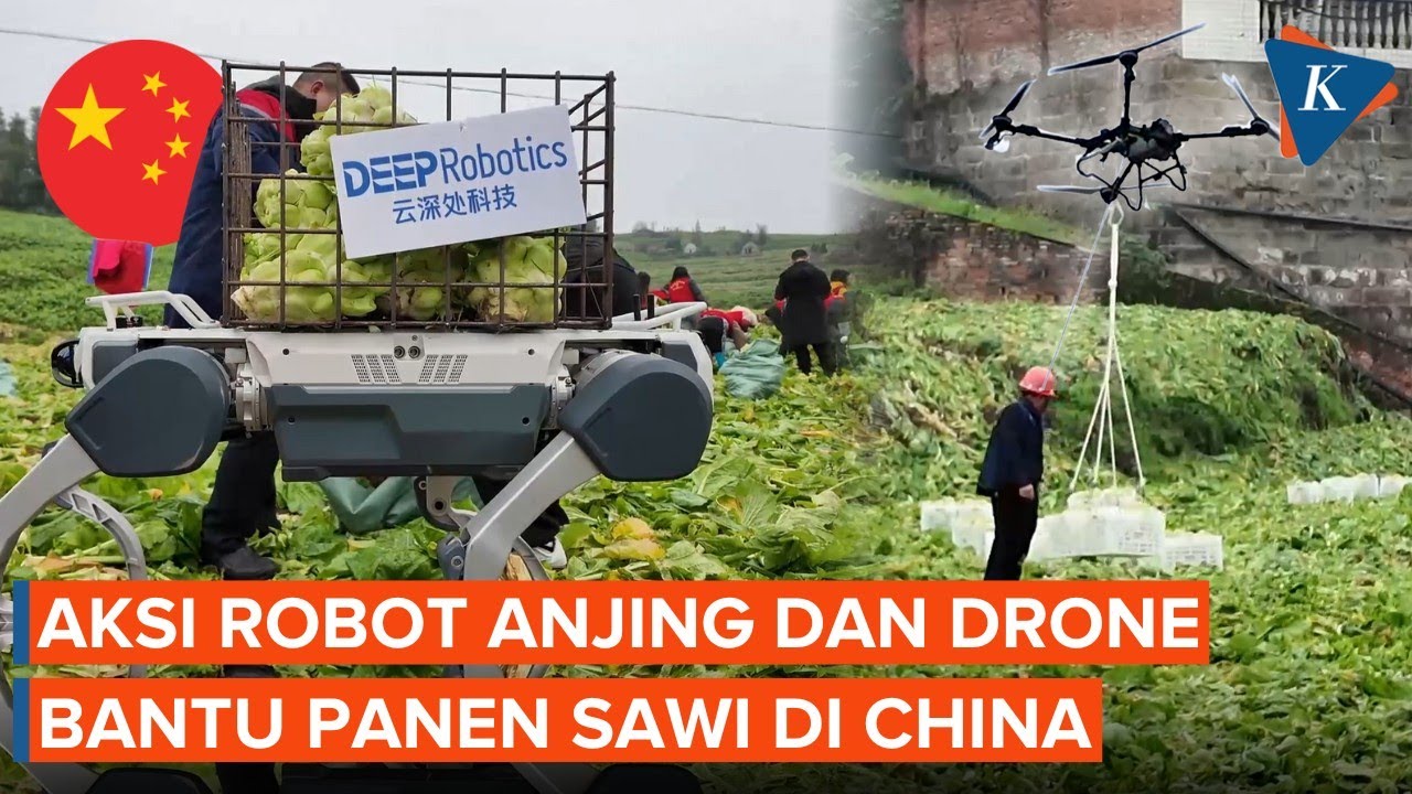 Aksi Drone dan Robot Anjing Bantu Panen Sawi di China