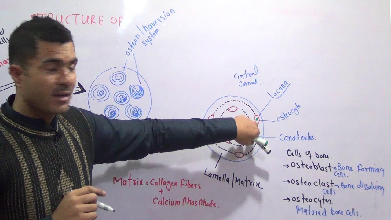 L1- Structure of bone, Endoskeleton explained in detail