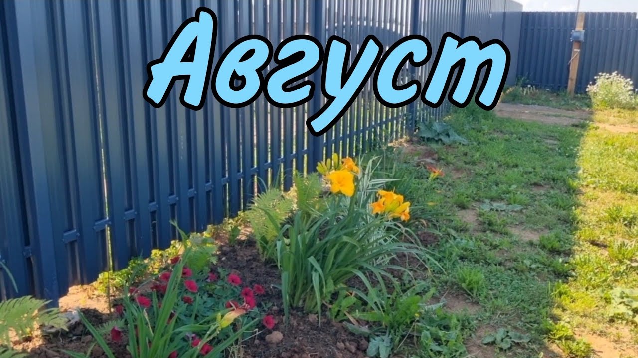 Август 2025/Обзор дачного участка#киров #дача #люблюжить #garden #обзордачи