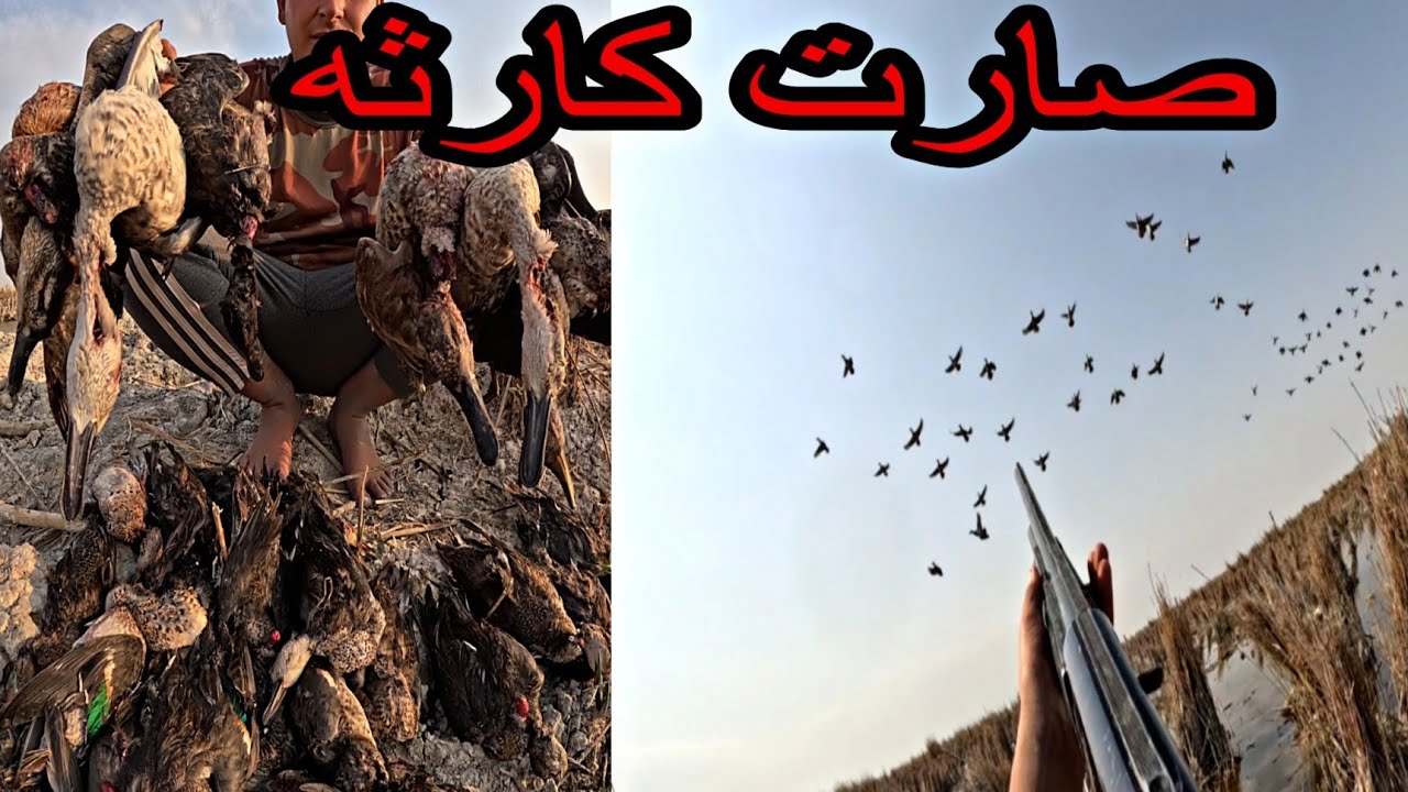 رمي البط ع طريقه الكبار اقوا صيد في العراق