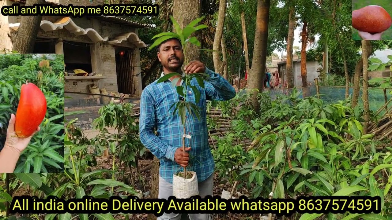 How toNoorjahanmango plantTommyatkinsmango plant my zamzamnurseryAll indiaonlineDelivery Available 