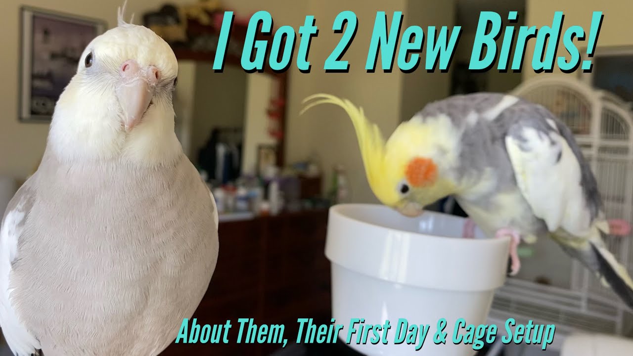 I got 2 New Cockatiels! Their Story, My 1st Day With Them and Setting Up Their Cage