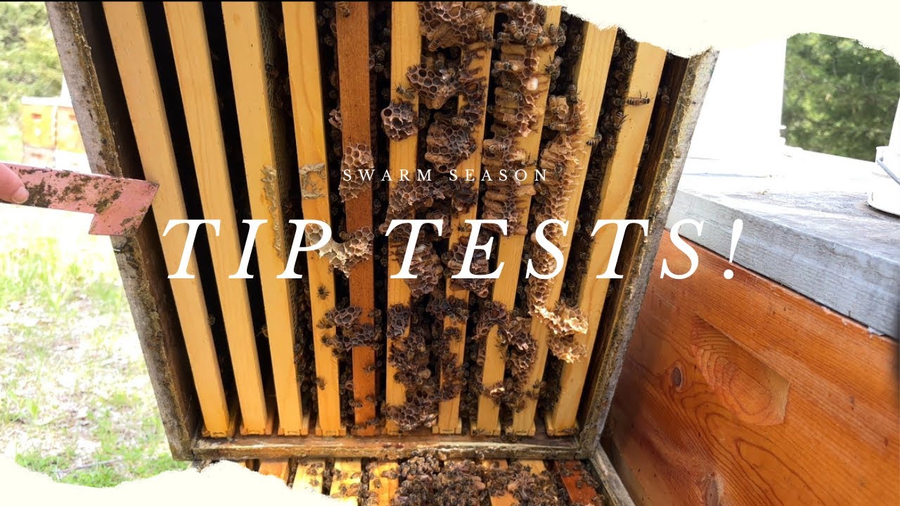 A Few Commercial Tips I've Learned! 🐝