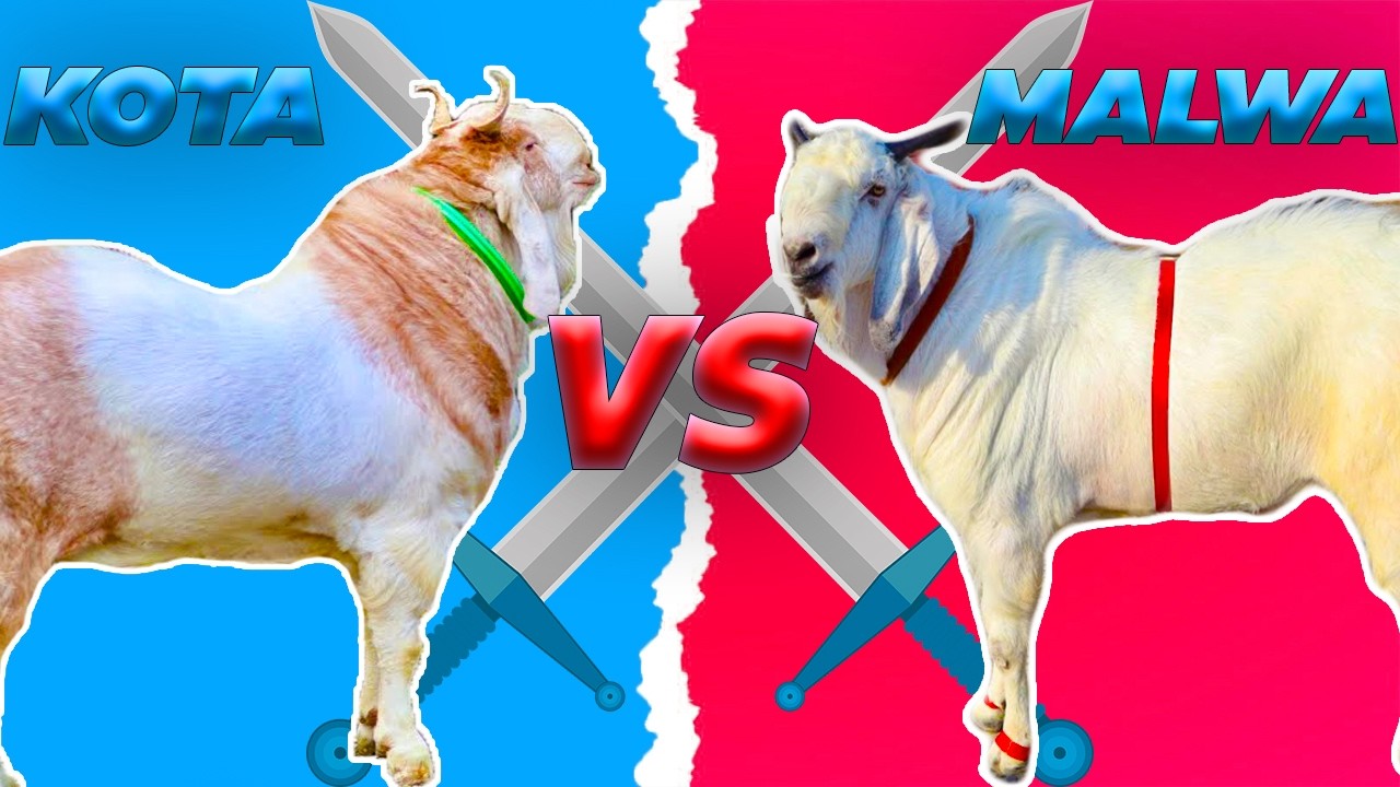 KOTA VS MALWA | BREED COMPARISON