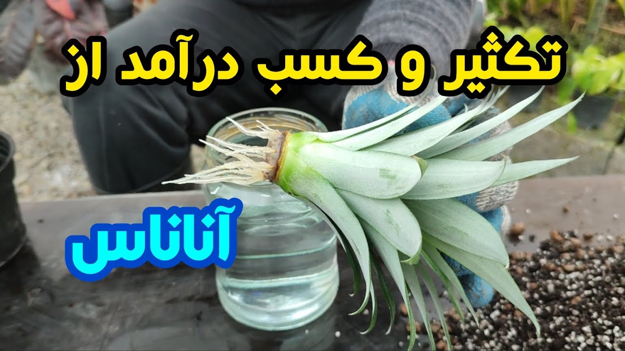 چطوری آناناس تکثیر کنیم و با پرورشش درآمد کسب کنیم؟How to propagate pineapples and make money?