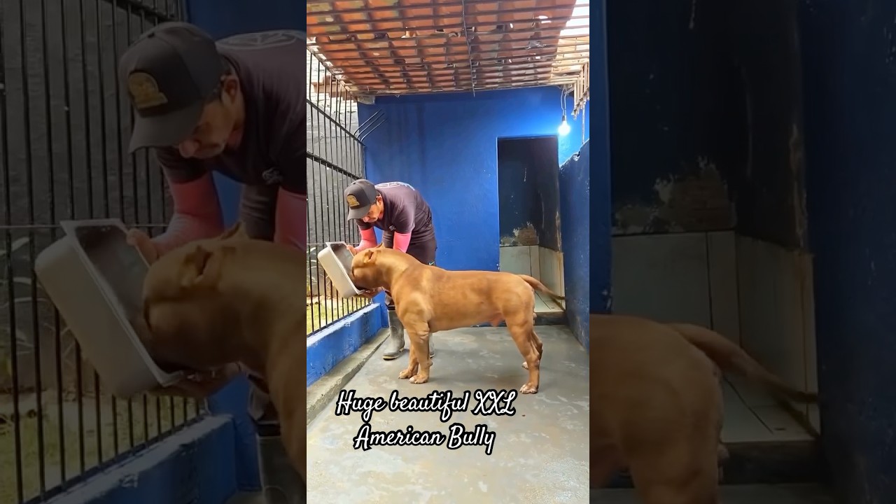 Huge beautiful XXL American Bully! #dog