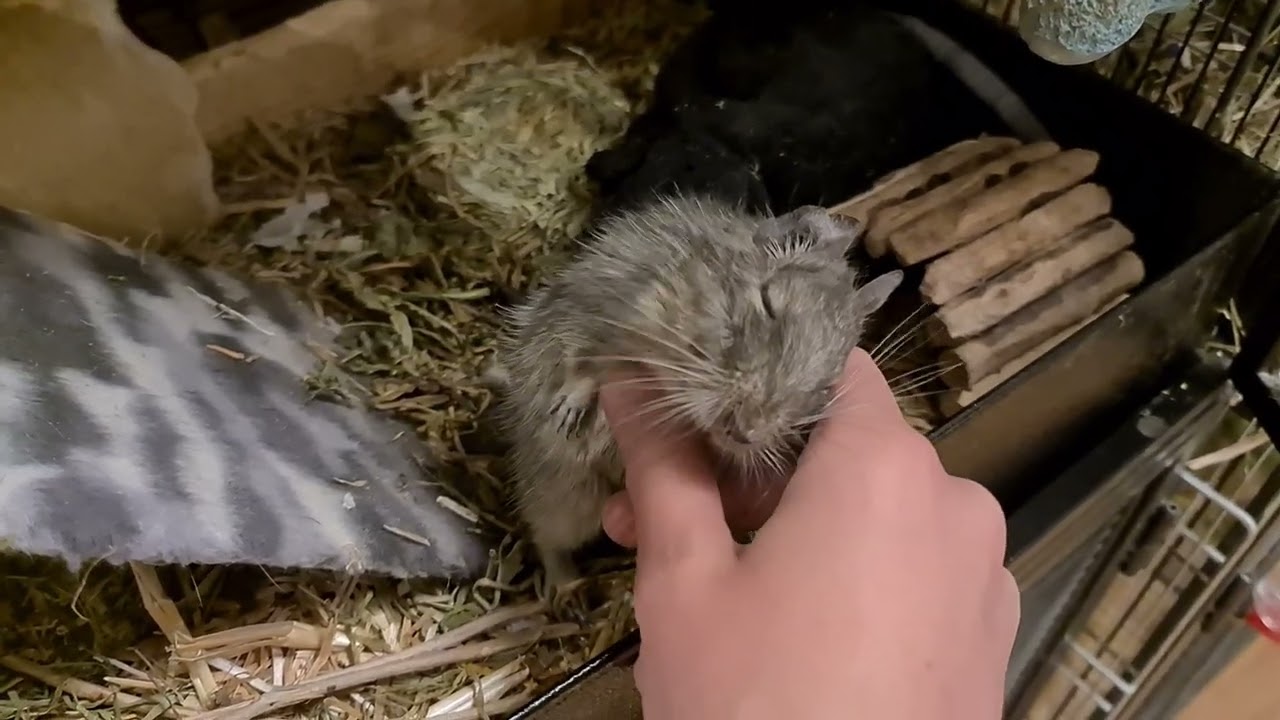 Giving degu Joanna her daily scratches in the cage again