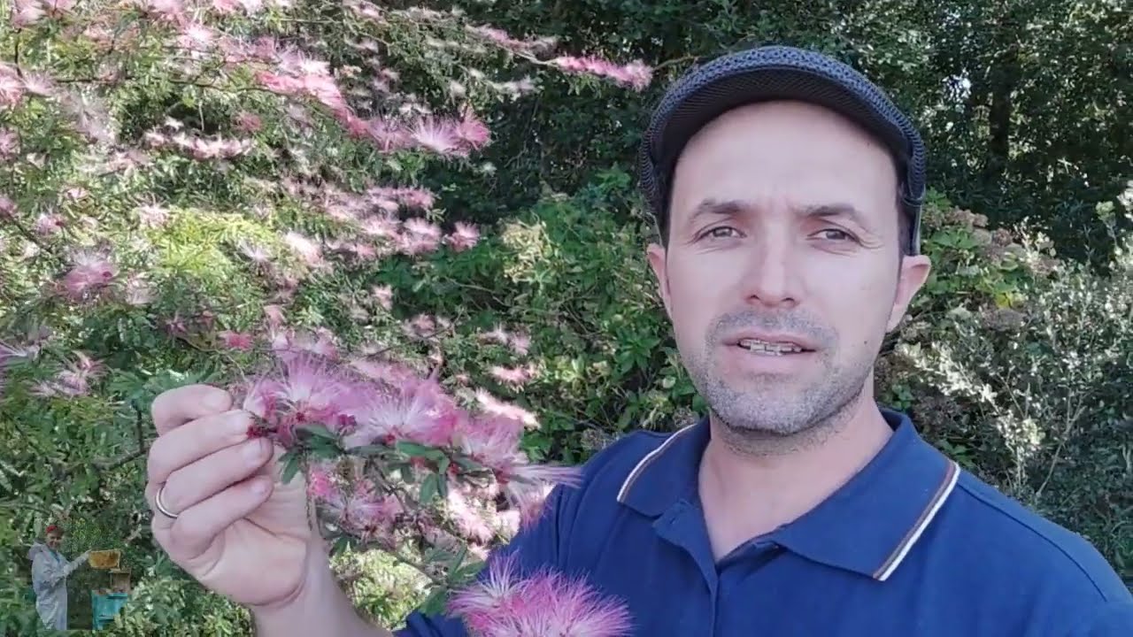 Caliandra (esponjinha) uma atra&ccedil;&atilde;o para as abelhas