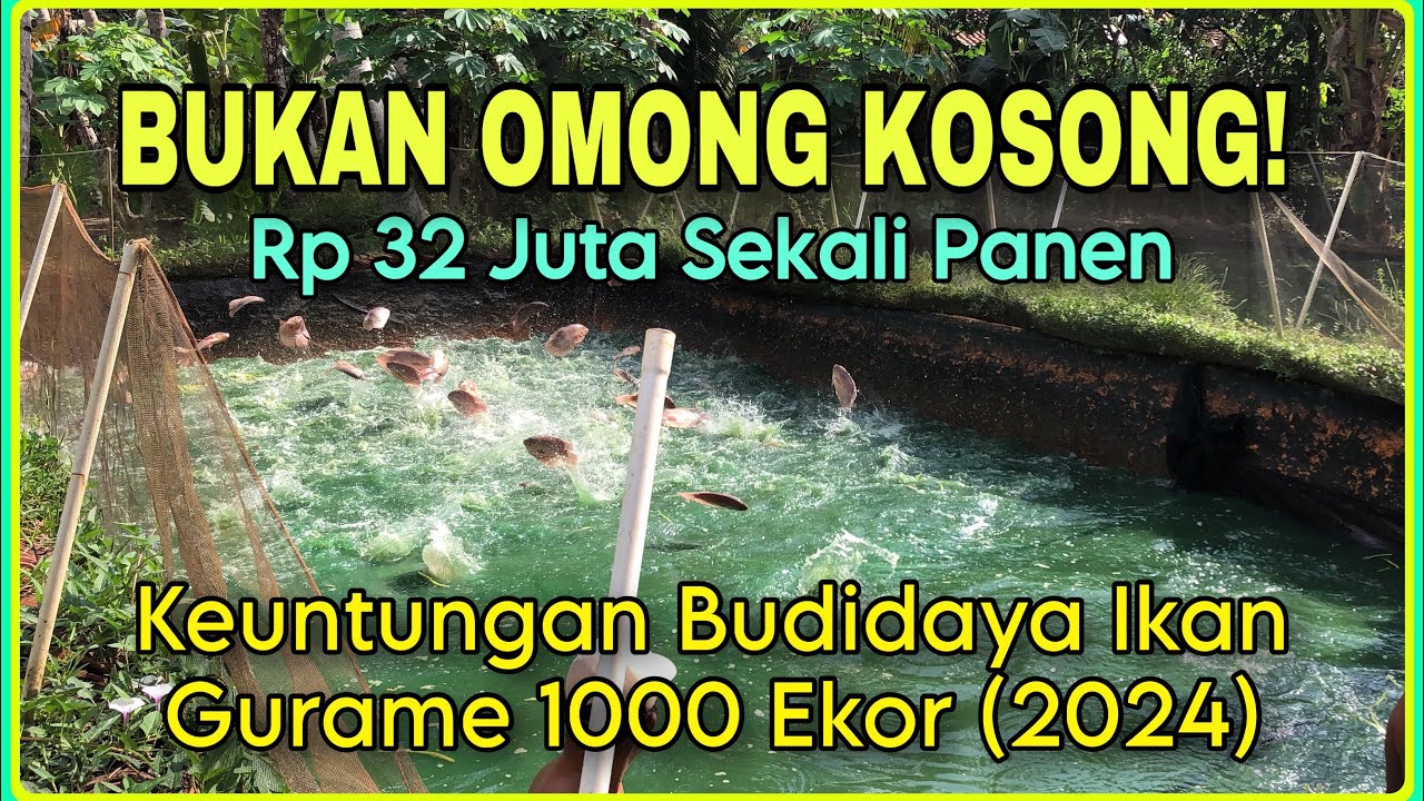 Keuntungan Budidaya Ikan Gurame 1000 Ekor (2024) | Pembuktian Dengan Data Valid!