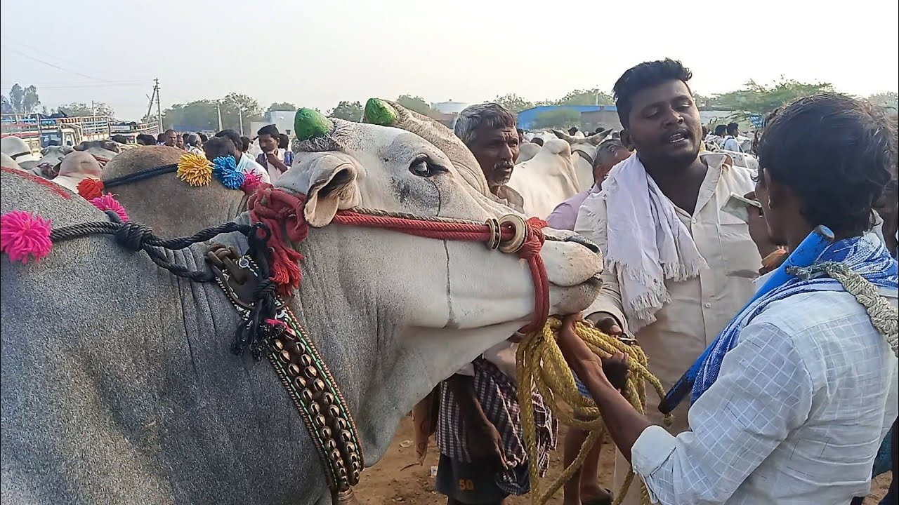 లక్ష 30 వేల లోపు లేవు అన్న పైనే ఐతే అడుగు అన్న//