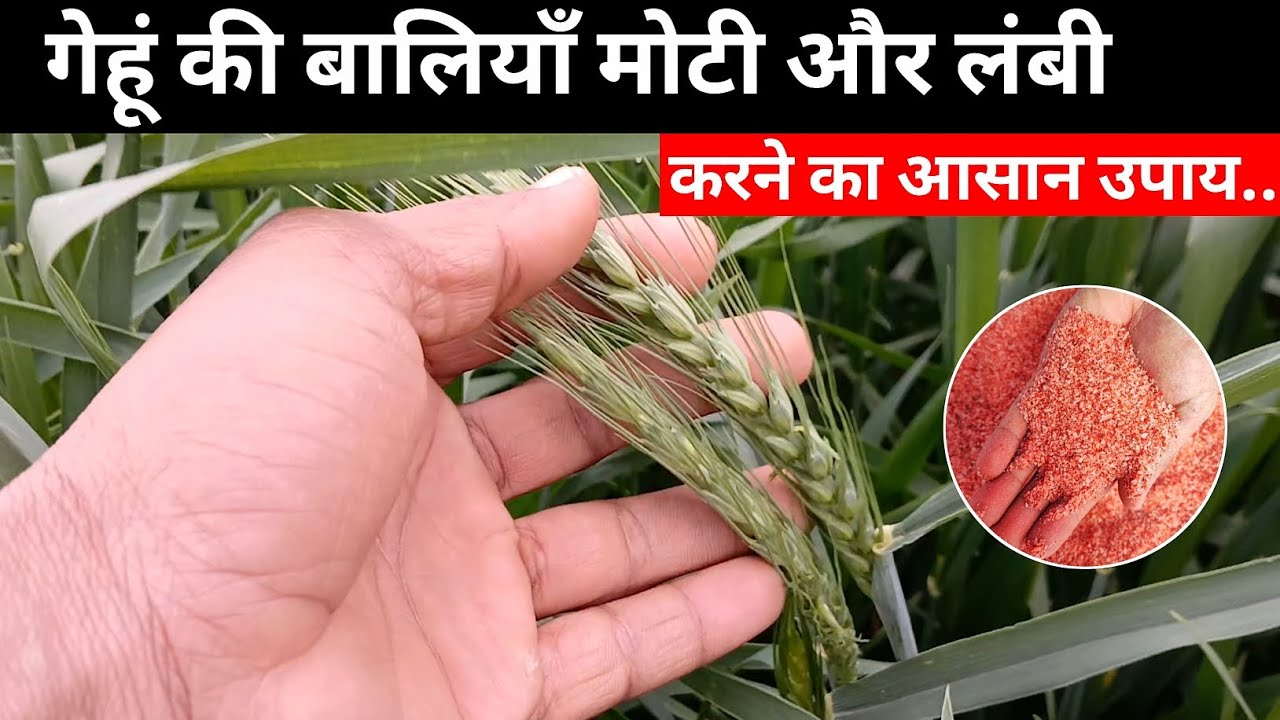 70 से 80 दिन पर करे यह छोटा सा काम बालियाँ होंगी 1 फीट लम्बी 🌾| Navneet farm up 