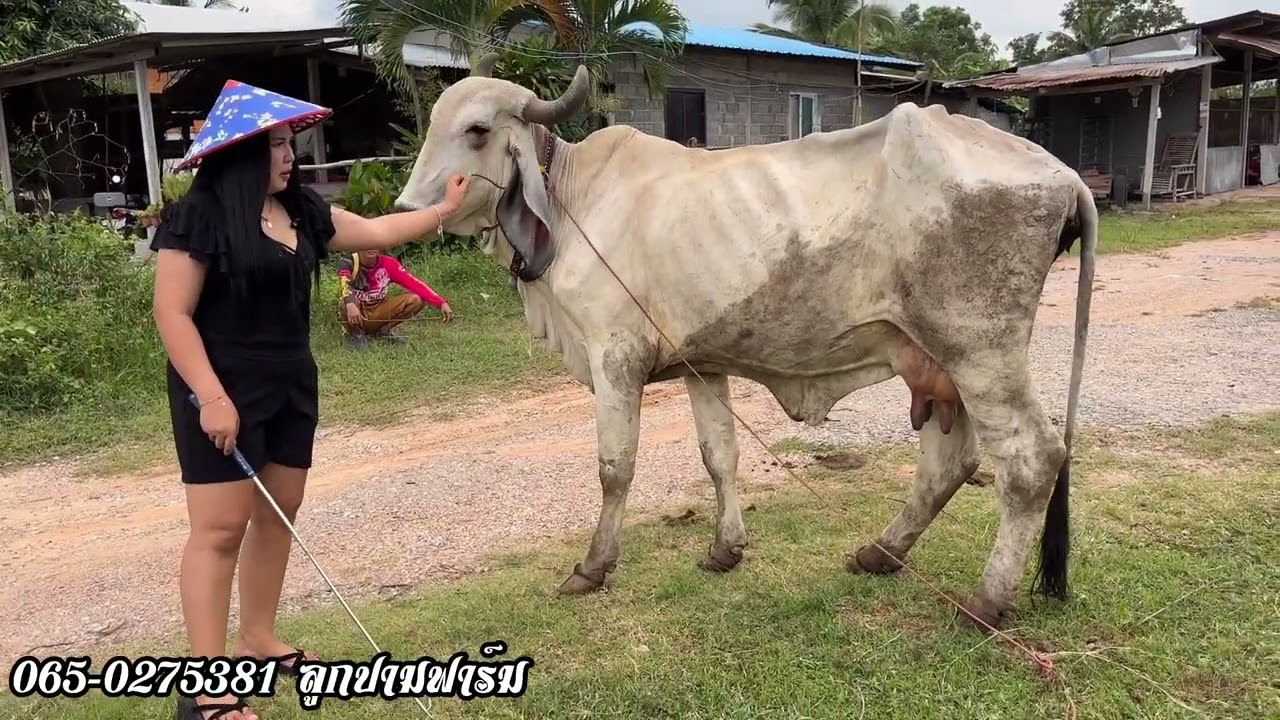 #ขายวัวยกคอก คนสวย วัวสวย ลูกปามฟาร์ม เอาใจคนงบน้อยชุด 4 ตัว สี่หมื่นกว่าบาท อ.ห้วยเม็ก จ.กาฬสิน