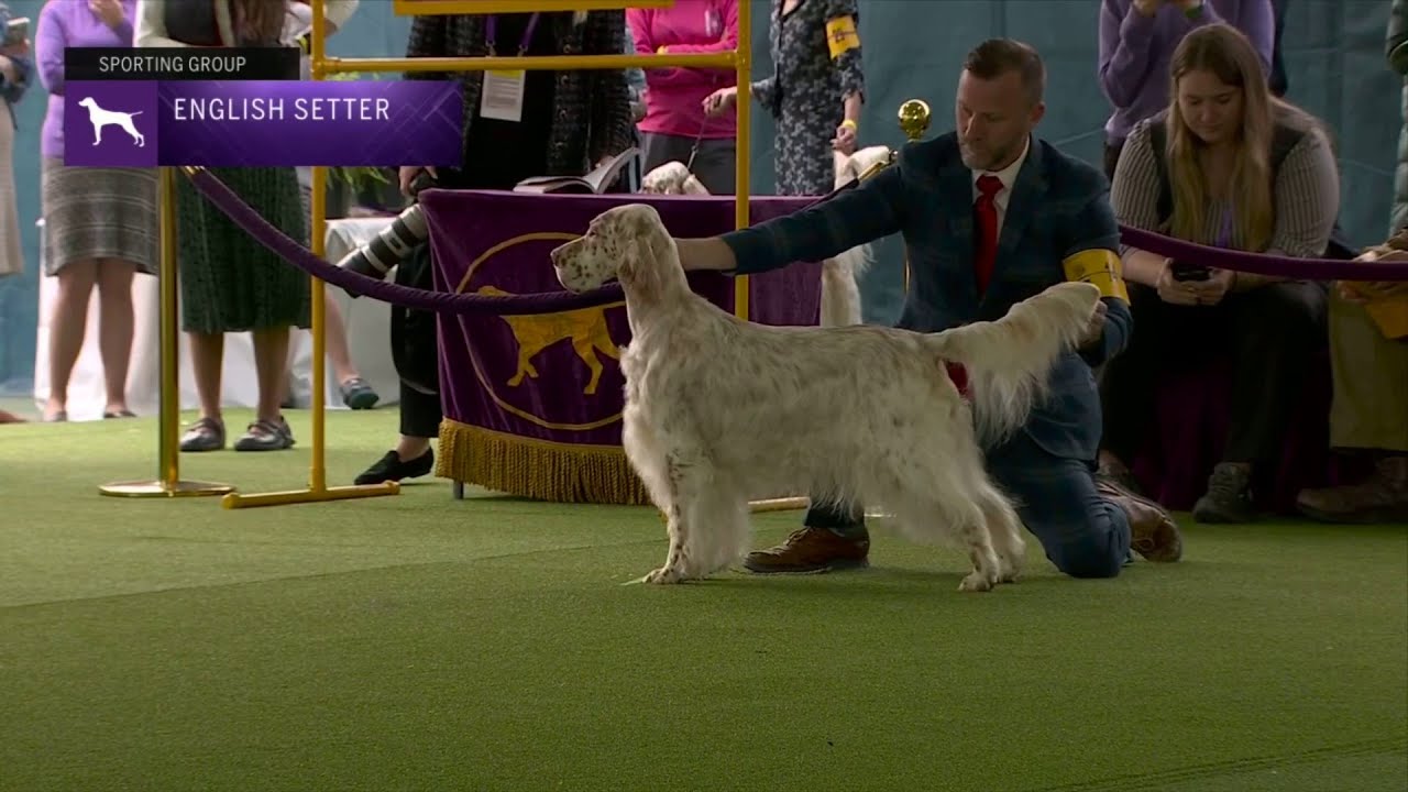 Setters (English) | Breed Judging 2023