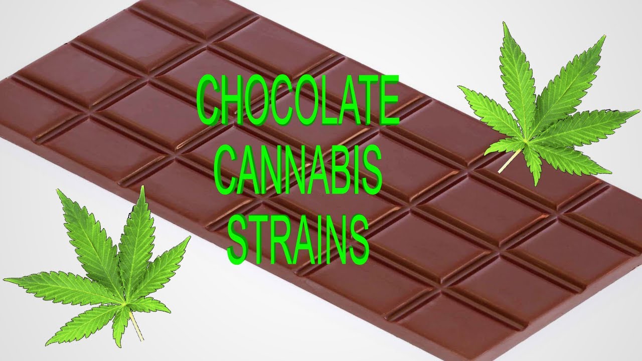 Chocolate Cannabis Strains By STRAIN TV