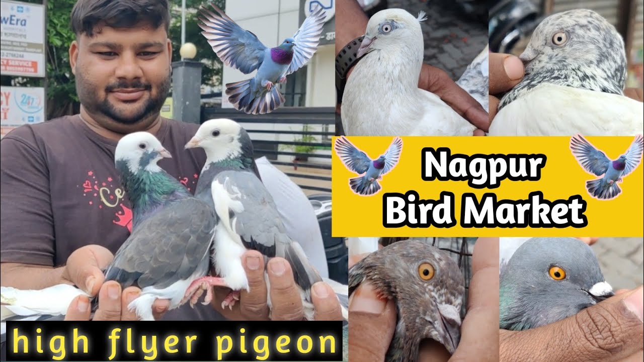 Nagpur Bird Market 2025 😍 नागपुर कबूतर मार्केट 💥 आज मार्केट में क्या रेट है 😱 today pigeon price 💯