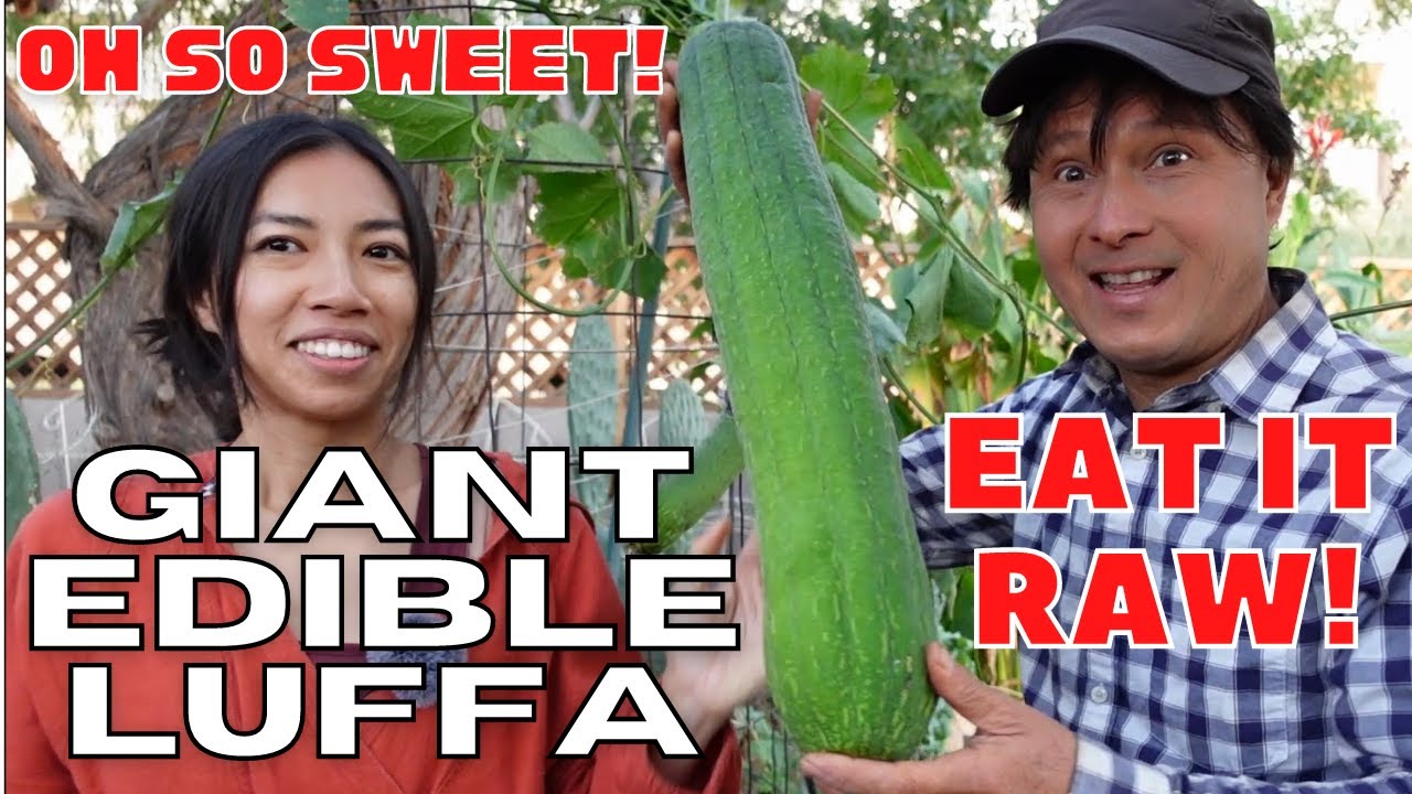 Giant Heirloom Edible Luffa Gourd is Sweeter than Zucchini Raw!