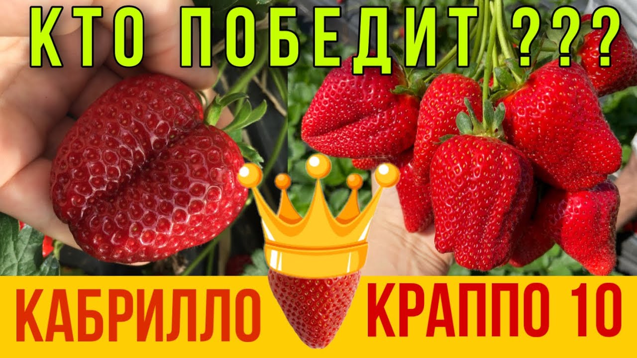 Кабрилло или Краппо 10 для заработка осенью ???