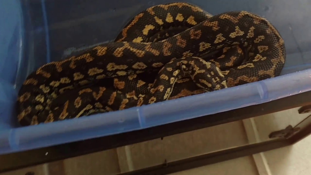 Mites on my jungle/diamond carpet python