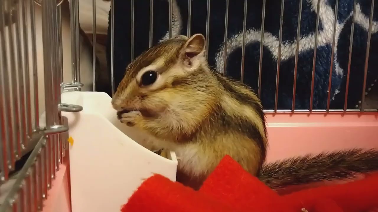 シマリス『ゆき』『陽翔』