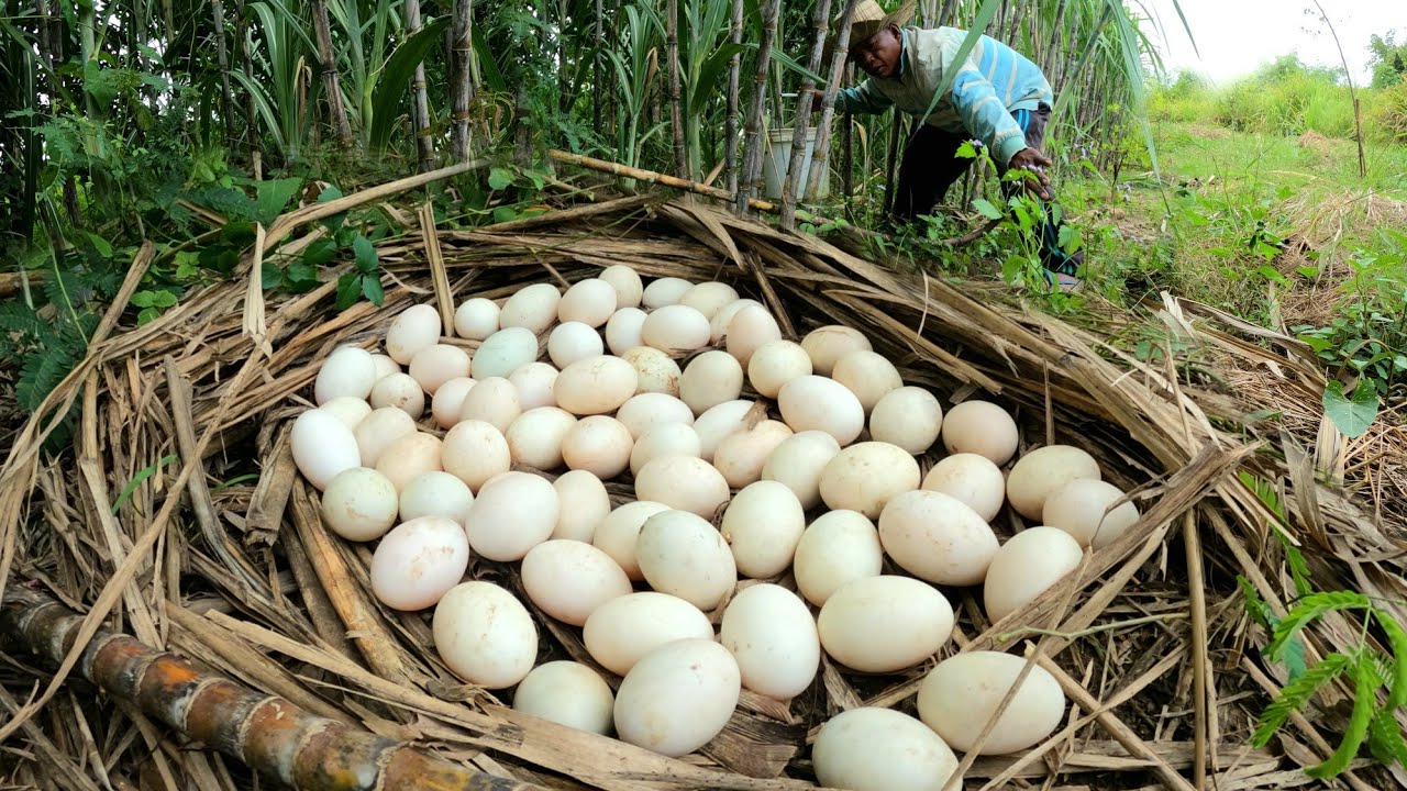 OMG.! Picking lots of duck eggs in the ampelous fields