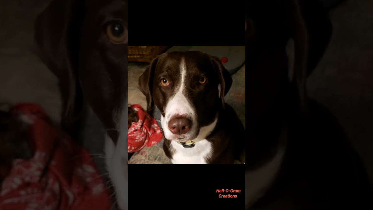 Did Bessie the Dog Swallow The President?