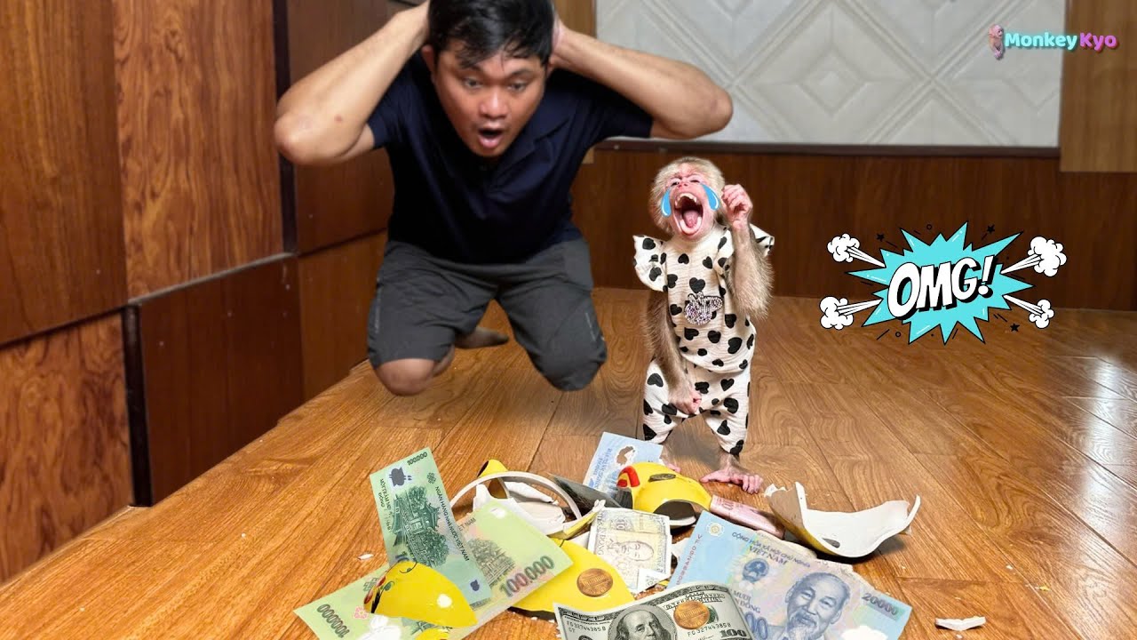 Baby monkey Kyo sobbed when Dad accidentally broke her piggy bank!