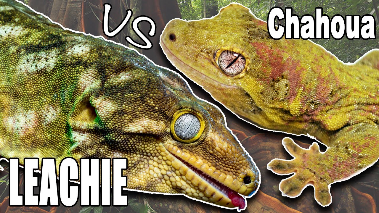 Leachie vs Chahoua? If I could only pick ONE!