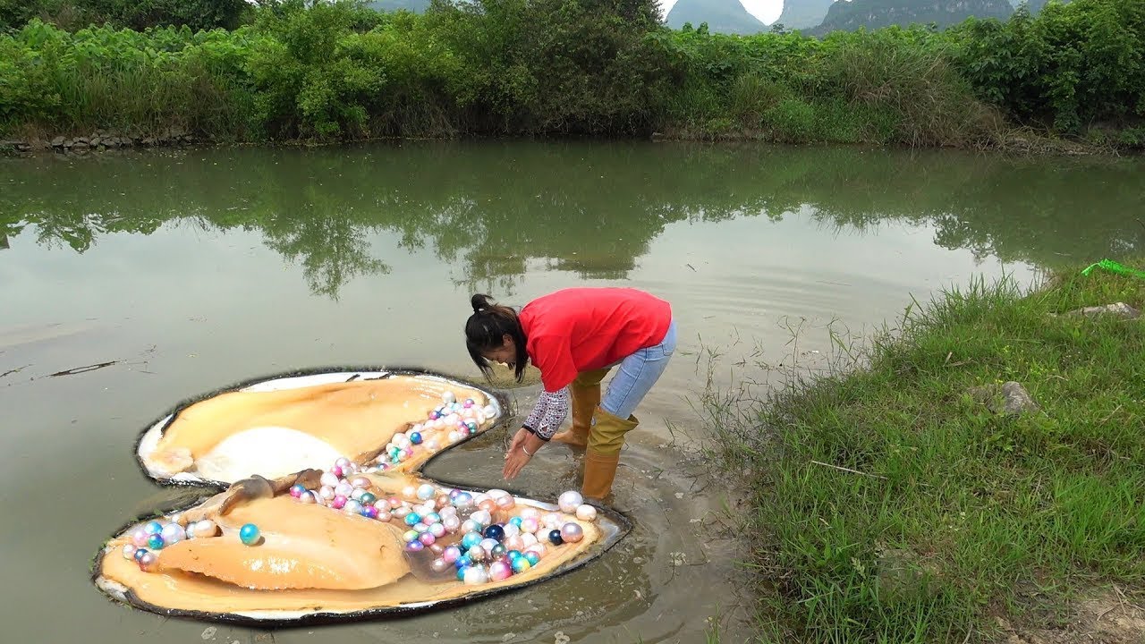 Joalharia: Conchas gigantes de &aacute;gua doce com p&eacute;rolas douradas raras no lago selvagem desconhecido f