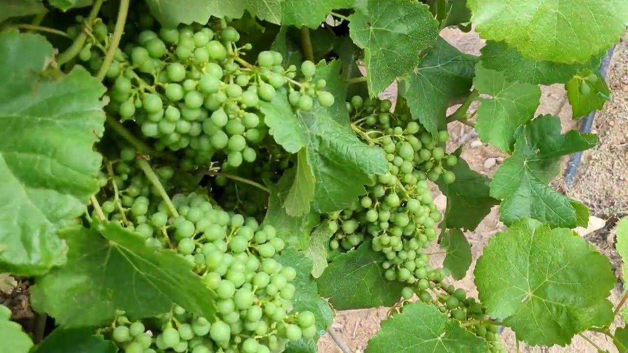 Oidio y Mildiu en cierre de racimo