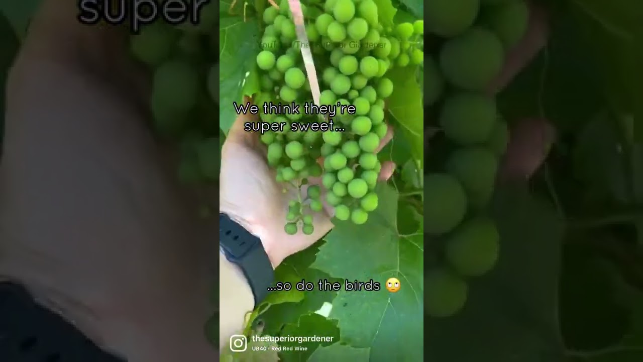 How To Keep Birds Out Of your Grape Vine