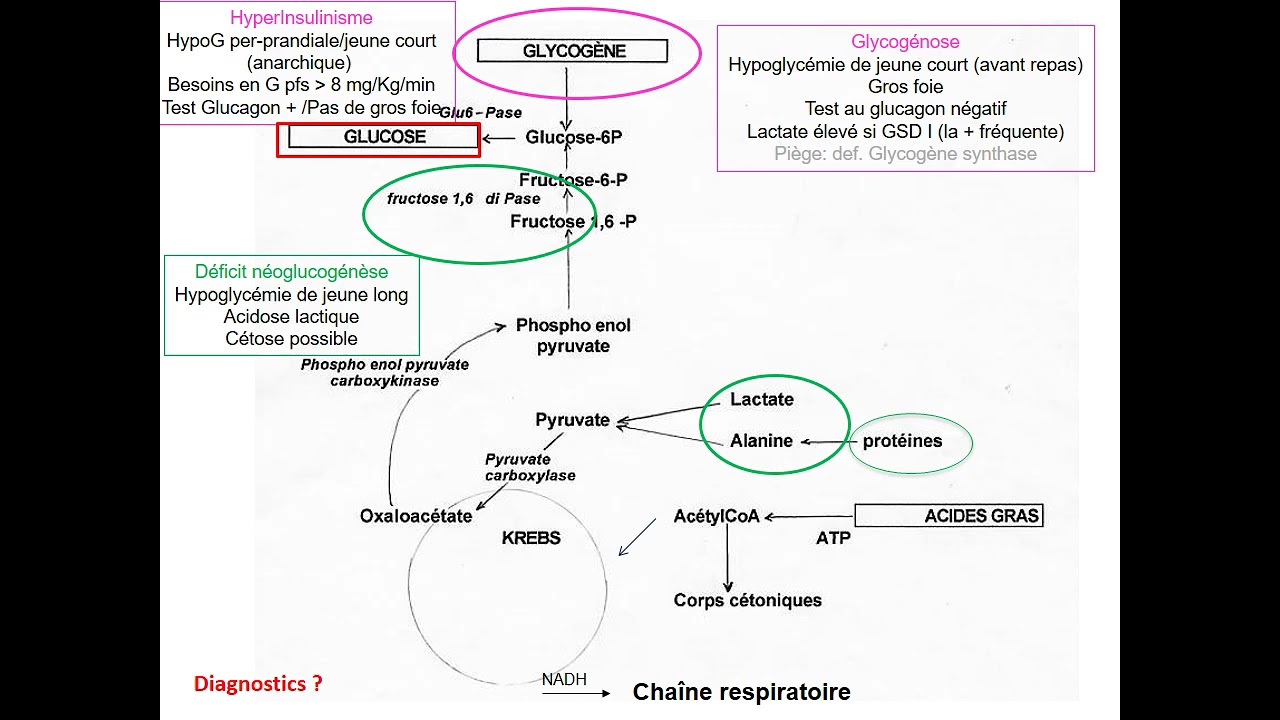 Hypoglycémie par Pascale De Lonlay