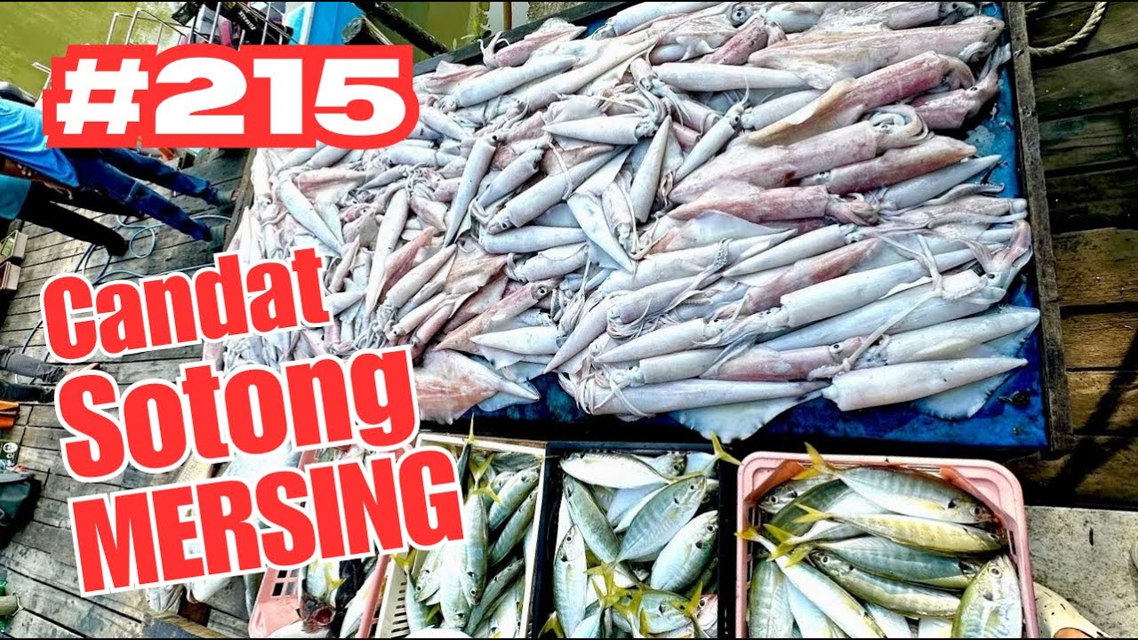 Candat Sotong Saiz Mega di Mersing