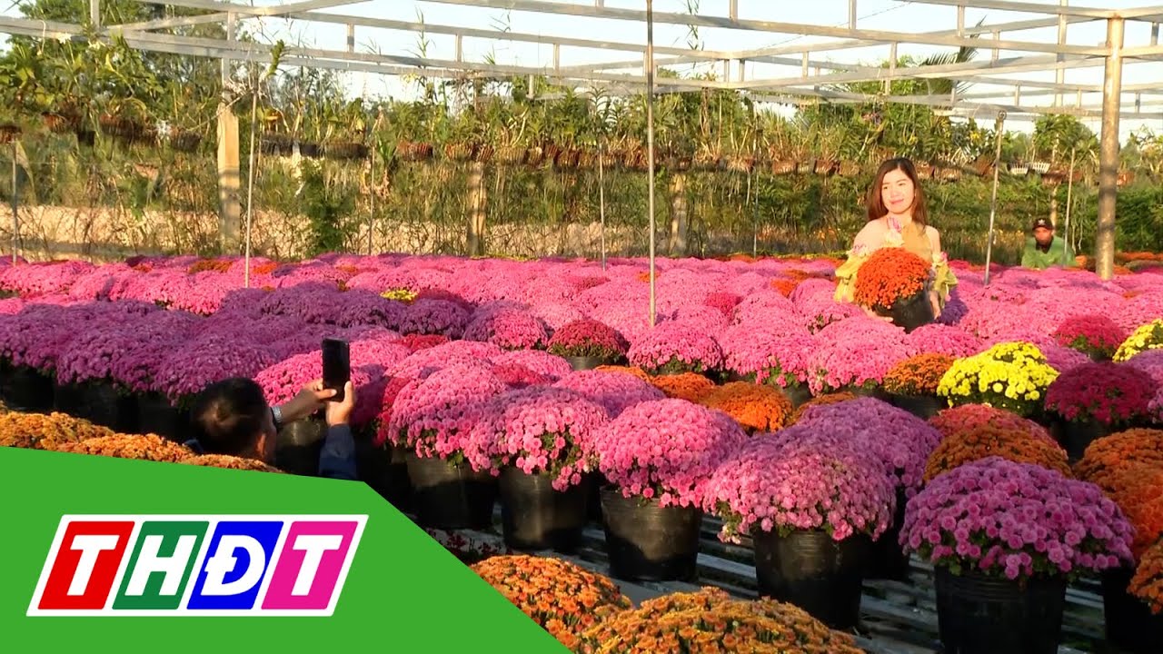 Trồng hoa trên giàn - Nét riêng ở Làng hoa Sa Đéc | THDT