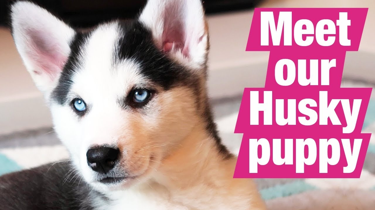 Husky puppy called Sky joins Our Family Life - first day with us,  9 weeks old