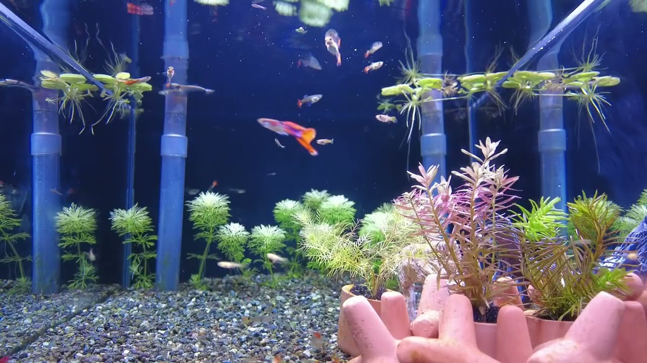 Aquarium Jazz 🎷 | Guppies & Cherry Shrimp Relaxing Video | BGM