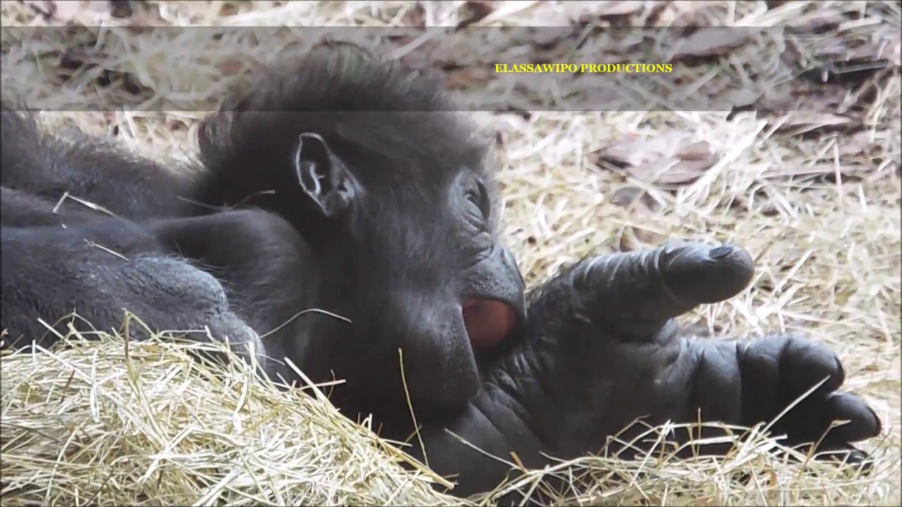 #BabyGorilla