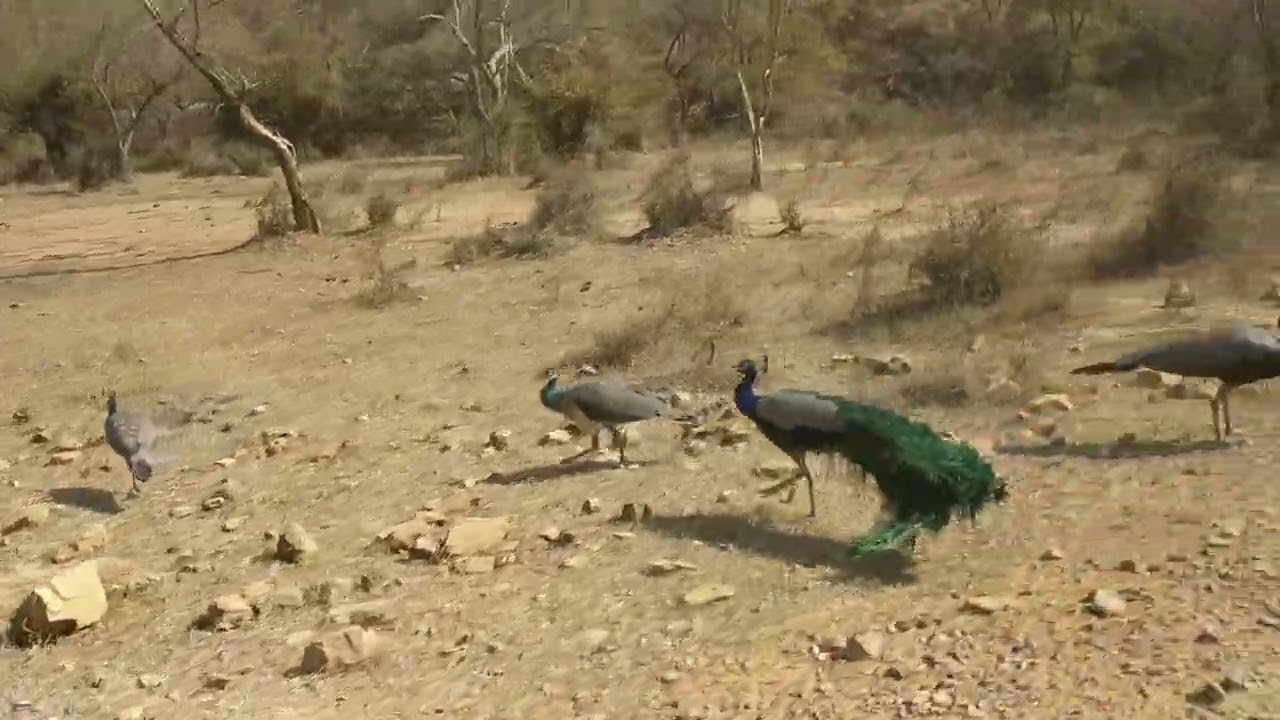 Sariska Tiger Reserve