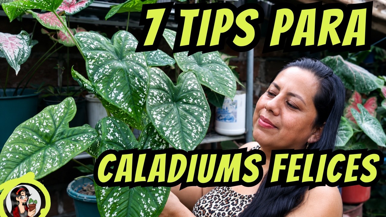Tienes Caladium en tu Jardín? te comparto mis 7 concejos de Jardinería para tener Caladium Felices.