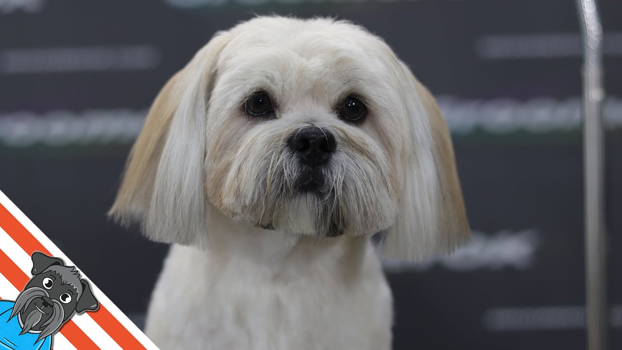 Lhasa apso - Full dog grooming