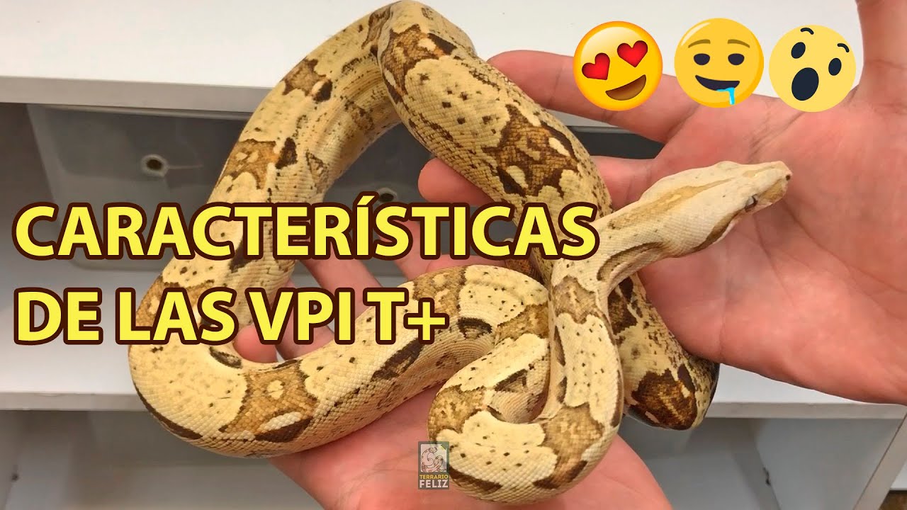 Boa VPI T+ ¿Cómo es?- El Terrario Feliz
