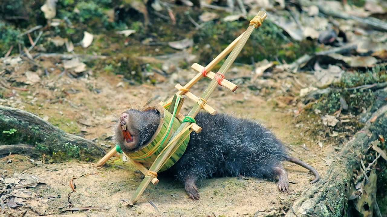 create bamboo hole trap catch ground rat | Primitive | Jungle life | living in forest hunting
