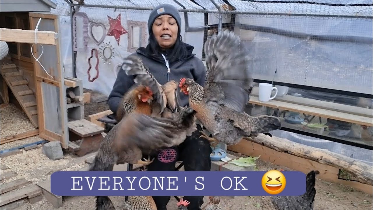 🔓Had To Put Fennel In JAIL Today!!! 😆 #backyardchickens #hens #detroit 